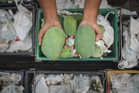 Trader loses RM25,280 in mango sale scam using QR code