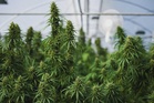 US to loosen marijuana rules in major shift for $47 billion industry