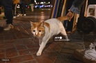 EU approves new rules to protect cats and dogs
