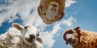 The Sheep Detectives: Plot, cast, release