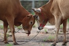 Army foils cattle smuggling attempt in Kelantan
