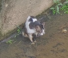 How firefighters used a simple bucket to save a frightened cat from a deep drain