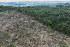 Amazon rainforest faces organised crime threat
