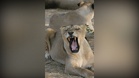 Eight Asiatic lion cubs die in India’s Gir forest