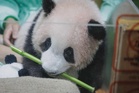 Indonesia’s first baby panda wins hearts ahead of public debut