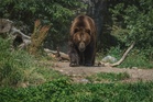 Japan confirms first fatal bear attack of 2026, with two more suspected