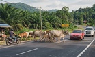 High cost drives free-roaming cattle in Kelantan