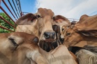 Anwar Ibrahim donates cow to Kedah media for Aidiladha