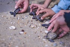 Penang releases over 15,800 turtle hatchlings since 2021