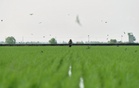 RM200 advance for paddy farmers as government intensifies cloud seeding in dry spell-hit Kedah