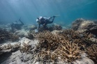 Malaysia expands coral reef conservation to peninsula, Sarawak