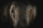 Pahang MB to meet Taiping Zoo officials over elephants