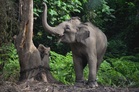 Elephant repatriation from Japan cannot be rushed, says deputy minister