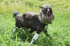 Japan ‘robot wolves’ in high demand to scare off bears