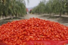 From ancient delicacy to global trend: the industrial upgrade and global journey of ningxia goji berries