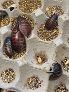 Australian authorities seize 100,000 illegal exotic cockroaches