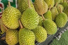 FAMA sets up 20 durian collection centres in Perak