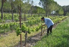 French wine growers plant trees to protect vines from climate