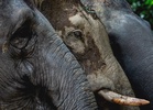 12 wild elephants relocated from Kampung Bongor