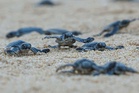 Terengganu releases over 757,000 baby turtles in 2025