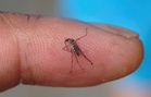 Dengue cases in Malaysia rise 20.7% to 33,367