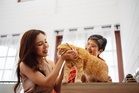 Pet adoption 101: What to know before bringing animals home