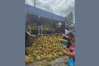 Durian season returns with ‘durian runtuh’ bargains as prices drop across Malaysia