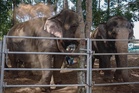 Johor Elephant Sanctuary aims to cut human-elephant conflict by 50% within five years