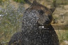 Bear spray mishap at Japan post office hospitalises five