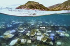 Great Barrier Reef at risk of collapse, scientists warn