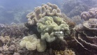 Great Barrier Reef avoids UNESCO ‘in danger’ listing
