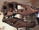 Gus the Tyrannosaurus rex goes on display in New York ahead of auction