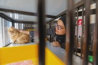 Government considers special fund, tax breaks for pet owners and NGOs