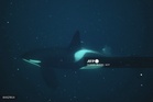 Killer whales blow fish to bits in orca play study