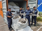 Melaka Customs foils attempt to smuggle RM8.36 million shark fins