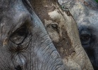 Wild elephants alarm residents in Bandar Cheneh Baharu
