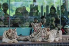 Rare White Bengal tiger triplets unveiled at Kemaman Zoo