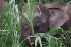 Mother elephant refuses to leave dead calf in Mersing
