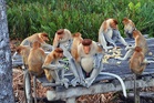 Sabah, Melaka explore Proboscis Monkey conservation ties