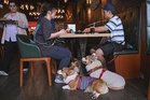 Hong Kong welcomes dogs into restaurants, to pet owners’ delight