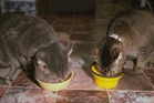 Feeding your cats: Foods to avoid