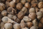 Coconut, pineapple and durian drive agriculture in three districts