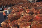 Malaysia’s palm oil sector still reliant on foreign workers despite workforce growth