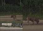 Viral video of abandoned pit bull in Port Dickson triggers outcry and rescue appeals