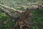 Stop the chop: DBKL’s tree-felling badly timed