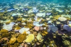 Coral records show El Nino intensifying as planet warms