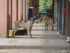Animal rights group urges Seremban council to scrap stray-dog surrender incentive