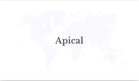 Apical Provides Free Health Screenings and Treatment for Lubuk Gaung Residents