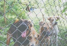Stray lives matter too: Compassion reflects our humanity