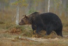 Foreign tourist bitten by bear near Japan’s Lake Towada